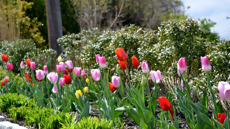 Harrison Senior Living garden flowers